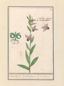 Lachende Hommelorchis en anemonen