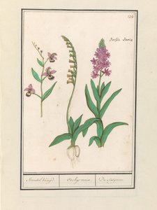 Orchidee (Orchidaceae)