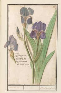 Paarse iris (Iris germanica) door Anselmus Boëtius de Boodt
