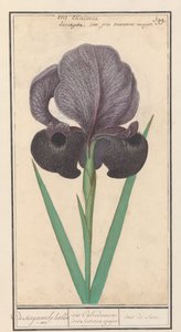 Rouwiris (Iris susiana) door Anselmus Boëtius de Boodt
