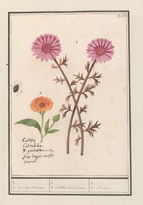 Roze bloem (onbekend) en goudsbloem (Calendula officinalis)