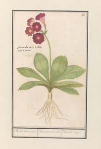 Sleutelbloem (Primula) door Anselmus Boëtius de Boodt