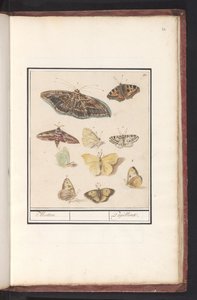 Vlinders en motten door Anselmus Boëtius de Boodt