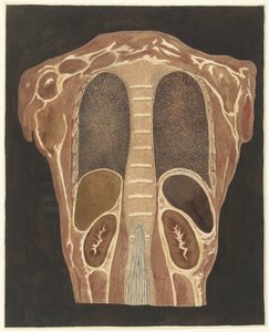 Anatomische studie van de organen in de borstkas, gezien vanuit de rug door Anthonie van den Bos