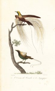 Grote paradijsvogel en magnifieke paradijsvogel