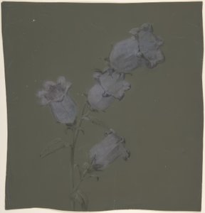 Tros van Canterbury Bells