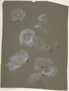 Witte stokrozen