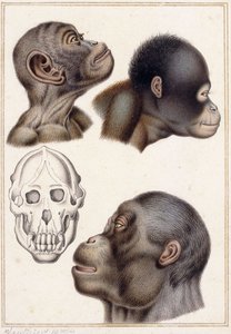 Schedel van een Pongo door Antoine Charles Vauthier