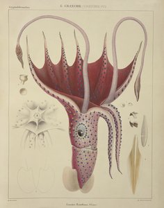 Inktvis, Pl.2 uit 