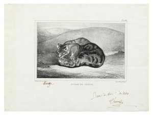 Étude de chats