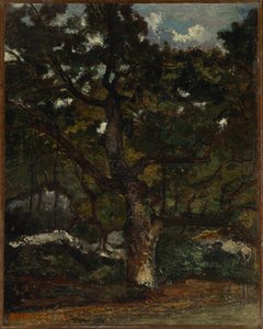 Deel in het Bos van Fontainebleau