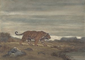 Tijger nadert poel