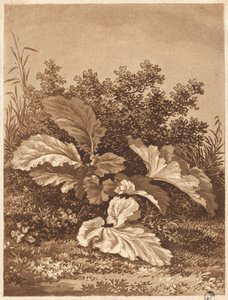 Een studie van bladeren door Anton Balzer