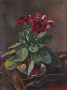 Anton Hula pot plant