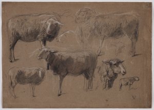 Studies van schapen