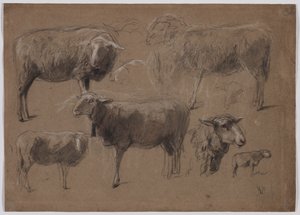 Studies van schapen, tweede helft 1800s