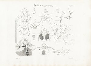 Anatomie van insecten