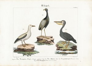 Trompetter, Albatros en Pelikaan
