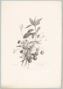 Bloemen, aardbeien en kersen
