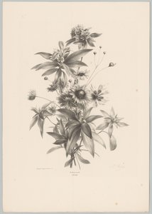 Diverse bloemen