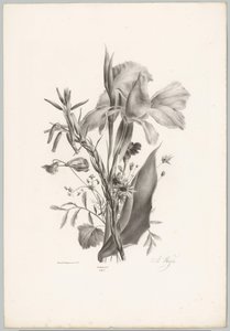 Diverse bloemen
