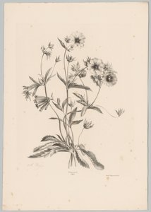 Diverse bloemen