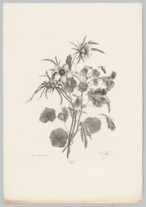 Diverse bloemen