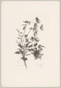 Diverse bloemen