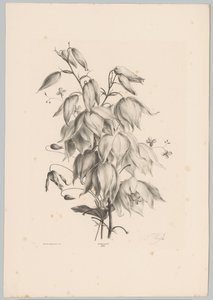 Hangende bloemen