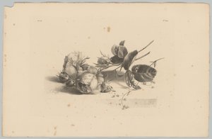 Rozen door Anton Weiss