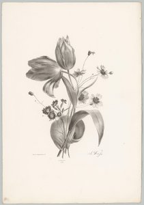 Tulpen en margrieten