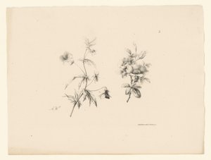 Twee bloemen door Anton Weiss