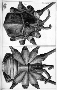 Microscopie door Frederick (attr. to) Barnard