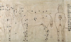 Studie voor een paard voor een ruitermonument (tekening)