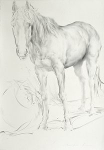 Paard bij Coolmore, 1990 door Antonio Ciccone
