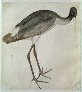 Een zwarte ooievaar staand, naar rechts gericht door Antonio Pisanello