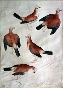Vijf gaaien, uit het Vallardi-album door Antonio Pisanello