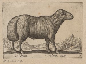 Arabisch schaap