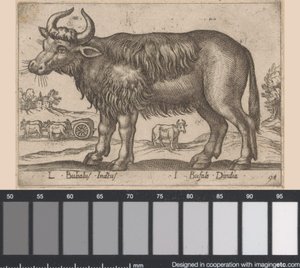 Buffel