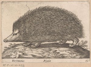 Egel, Dieren en fabelwezens, Nova raccolta de li animali piu curiosi del mondo