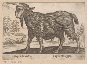 Geit met één hoorn (Dieren en fabelwezens, Nova raccolta de li animali piu curiosi del mondo)