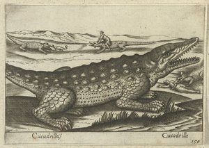 Krokodil door Antonio Tempesta