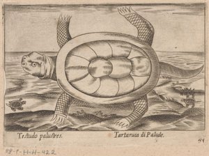 Moerasschildpad door Antonio Tempesta