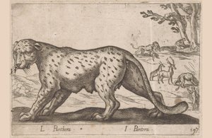 Panter