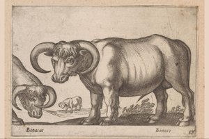 Runderen door Antonio Tempesta
