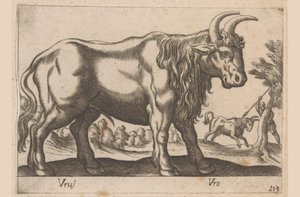 Stier