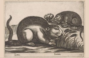 Twee muskusratten Dieren en fabelwezens Nova raccolta de li animali piu curiosi del mondo door Antonio Tempesta