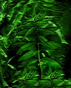  door Antonius Antonius