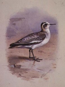 Een Grijze Phalarope door Archibald Thorburn