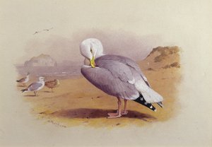 Een zilvermeeuw op een strand met de Bass Rock op de achtergrond door Archibald Thorburn